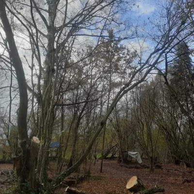 Boomverzorging Lubbeek